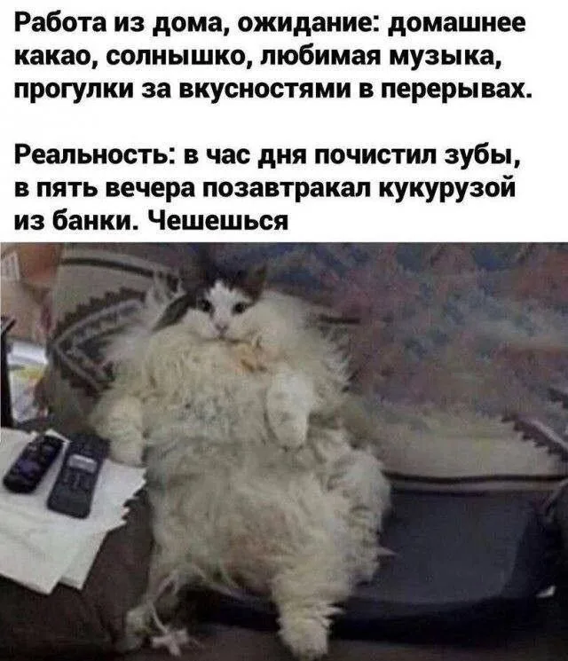 Удалёнка это добро